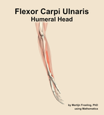 The humeral head of the flexor carpi ulnaris muscle of the forearm - orientation 9