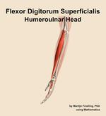 The humeroulnar head of the flexor digitorum superficialis muscle of the forearm - orientation 1