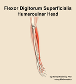 The humeroulnar head of the flexor digitorum superficialis muscle of the forearm - orientation 10