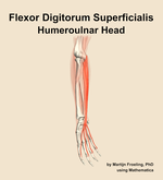 The humeroulnar head of the flexor digitorum superficialis muscle of the forearm - orientation 11