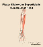 The humeroulnar head of the flexor digitorum superficialis muscle of the forearm - orientation 12