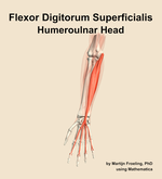 The humeroulnar head of the flexor digitorum superficialis muscle of the forearm - orientation 13