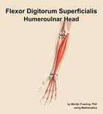 The humeroulnar head of the flexor digitorum superficialis muscle of the forearm - orientation 14