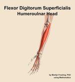 The humeroulnar head of the flexor digitorum superficialis muscle of the forearm - orientation 15