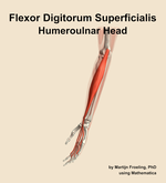 The humeroulnar head of the flexor digitorum superficialis muscle of the forearm - orientation 16