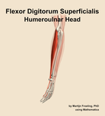 The humeroulnar head of the flexor digitorum superficialis muscle of the forearm - orientation 2