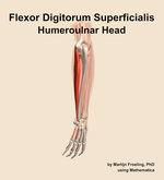 The humeroulnar head of the flexor digitorum superficialis muscle of the forearm - orientation 3