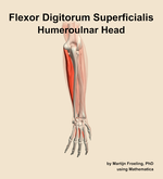 The humeroulnar head of the flexor digitorum superficialis muscle of the forearm - orientation 4