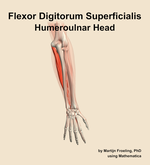 The humeroulnar head of the flexor digitorum superficialis muscle of the forearm - orientation 5