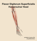 The humeroulnar head of the flexor digitorum superficialis muscle of the forearm - orientation 6