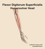 The humeroulnar head of the flexor digitorum superficialis muscle of the forearm - orientation 7