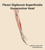 The humeroulnar head of the flexor digitorum superficialis muscle of the forearm - orientation 8