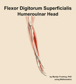 The humeroulnar head of the flexor digitorum superficialis muscle of the forearm - orientation 9