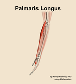The palmaris longus muscle of the forearm - orientation 1