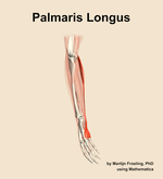 The palmaris longus muscle of the forearm - orientation 10