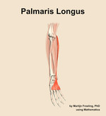 The palmaris longus muscle of the forearm - orientation 11