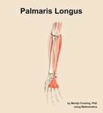 The palmaris longus muscle of the forearm - orientation 12