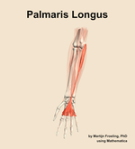 The palmaris longus muscle of the forearm - orientation 13
