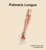 The palmaris longus muscle of the forearm - orientation 14