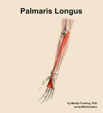 The palmaris longus muscle of the forearm - orientation 15