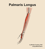 The palmaris longus muscle of the forearm - orientation 16