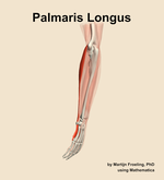 The palmaris longus muscle of the forearm - orientation 2
