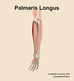The palmaris longus muscle of the forearm - orientation 3
