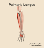 The palmaris longus muscle of the forearm - orientation 4
