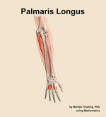 The palmaris longus muscle of the forearm - orientation 5
