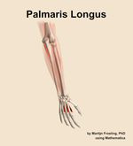 The palmaris longus muscle of the forearm - orientation 6