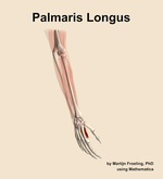 The palmaris longus muscle of the forearm - orientation 7