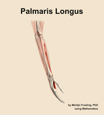 The palmaris longus muscle of the forearm - orientation 8