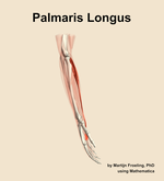 The palmaris longus muscle of the forearm - orientation 9