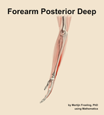 Muscles of the posterior deep compartment of the forearm - orientation 1
