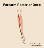 Muscles of the posterior deep compartment of the forearm - orientation 10