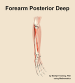 Muscles of the posterior deep compartment of the forearm - orientation 11