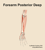 Muscles of the posterior deep compartment of the forearm - orientation 12