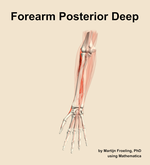 Muscles of the posterior deep compartment of the forearm - orientation 13