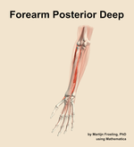 Muscles of the posterior deep compartment of the forearm - orientation 14