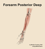 Muscles of the posterior deep compartment of the forearm - orientation 15