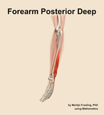 Muscles of the posterior deep compartment of the forearm - orientation 2
