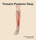 Muscles of the posterior deep compartment of the forearm - orientation 3