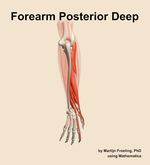 Muscles of the posterior deep compartment of the forearm - orientation 4