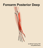 Muscles of the posterior deep compartment of the forearm - orientation 5