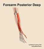 Muscles of the posterior deep compartment of the forearm - orientation 6