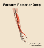 Muscles of the posterior deep compartment of the forearm - orientation 7