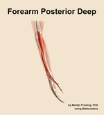 Muscles of the posterior deep compartment of the forearm - orientation 8