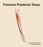 Muscles of the posterior deep compartment of the forearm - orientation 9