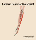 Muscles of the posterior superficial compartment of the forearm - orientation 1