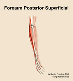Muscles of the posterior superficial compartment of the forearm - orientation 10